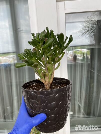 Толстянка суккулент/денежное дерево/цветок