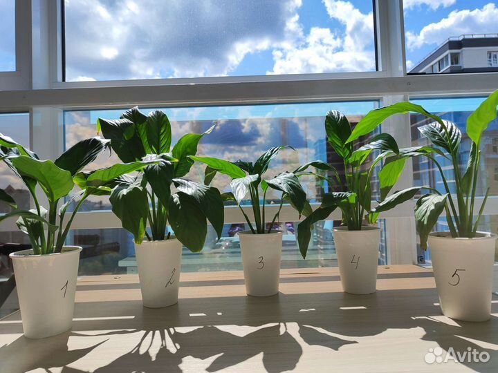 Спатифиллум Свит Лауретта