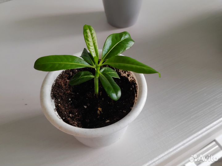 Пахиподиум