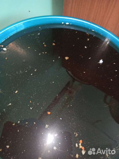 Бортевой мед (дикий)