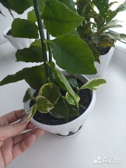 Педилантус вариегатный и зеленый