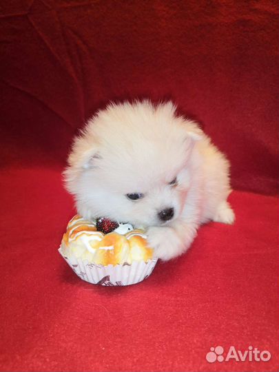 Шпицульки миники