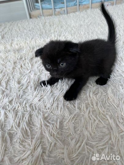 Шотландские вислоухие котята