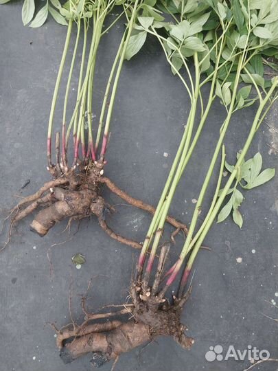 Пионы саженцы