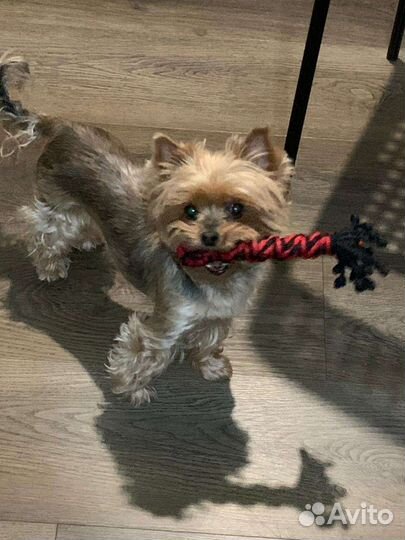 Игрушки для собак