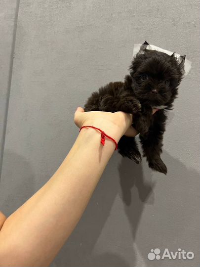 Мини йорк девочка