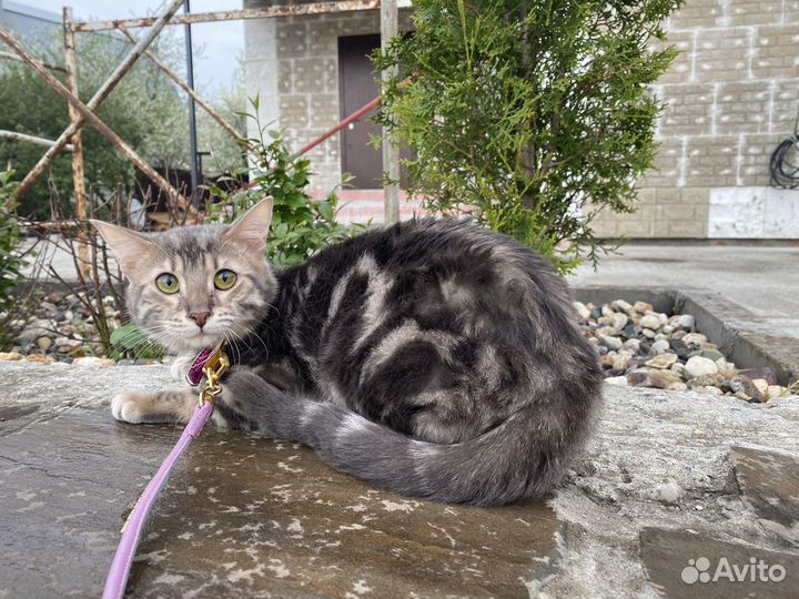 Чаузи ф2 кошечка Малика