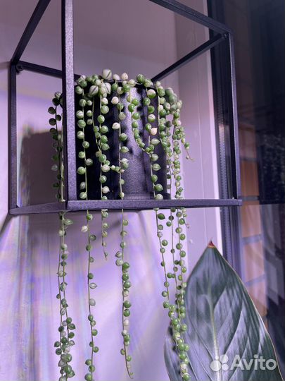 Крестовник роули вариегатный