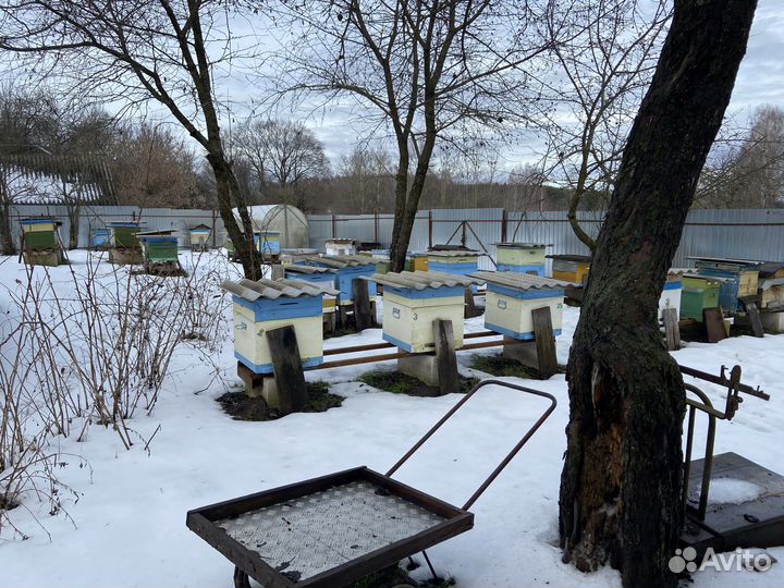 Пчелопакеты