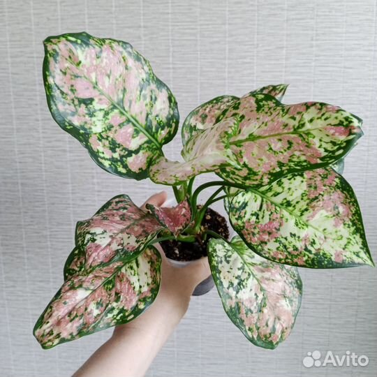 Аглаонема анимани триколор