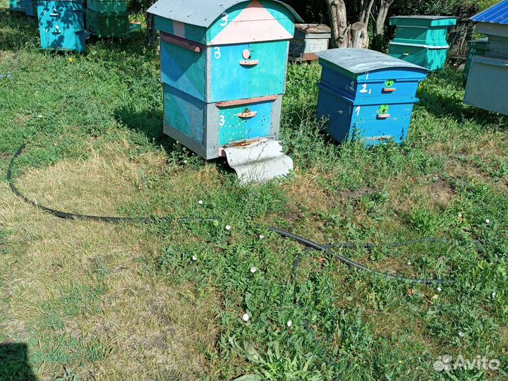 Пчелы улья пасеку