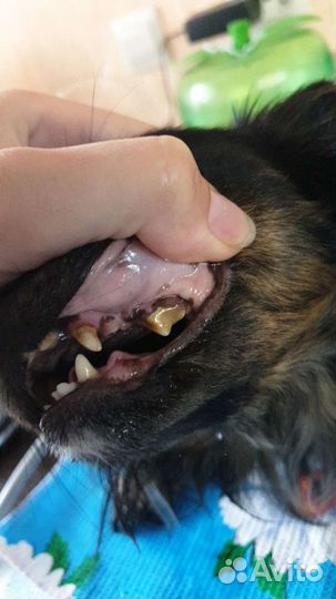 Читка зубов ультразвуком у собак и кошек