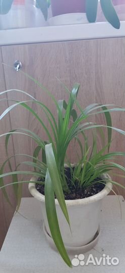 Пальма панданус