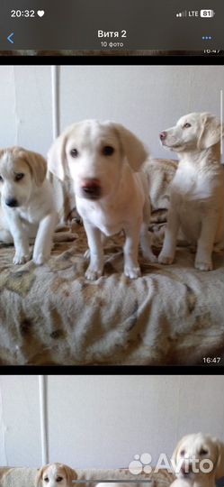 Щенки сао алабай