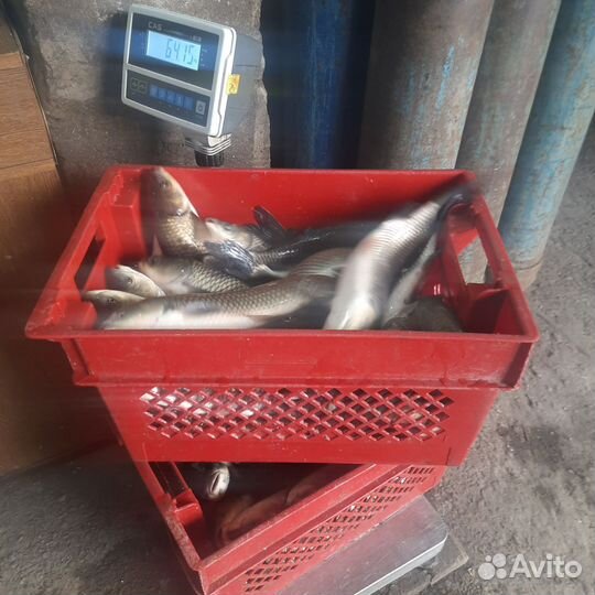 Платная рыбалка