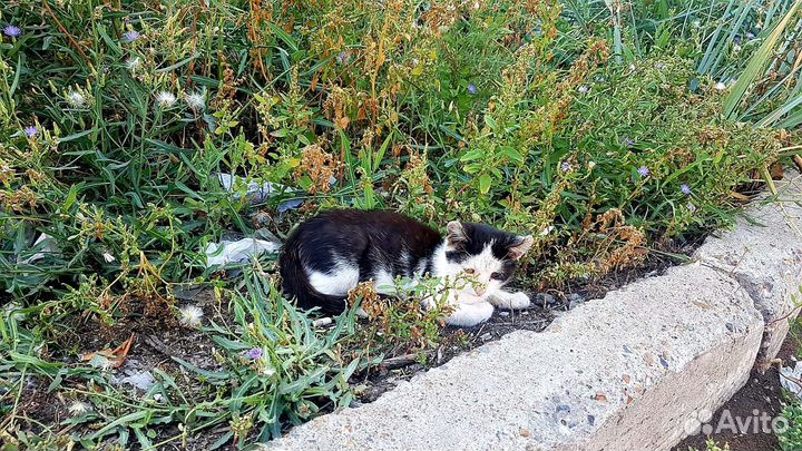Котик в опасности