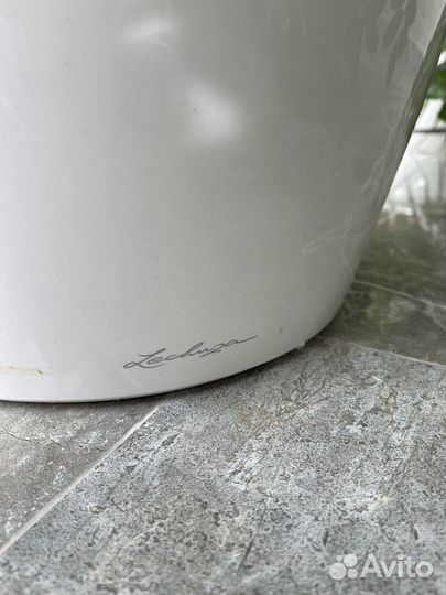 Замиокулькас денежное дерево