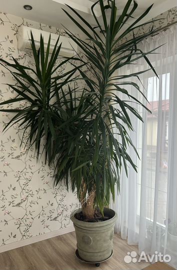 Пальма юкка