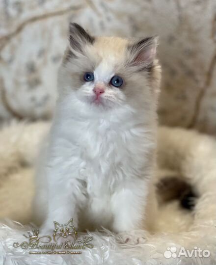 Рэгдолл девочка