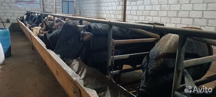 Крупно рогатый скот