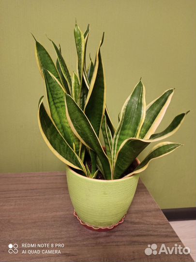 Сансевиерия