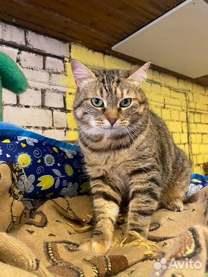 Кошка в добрые руки