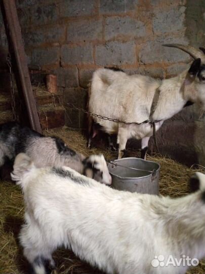 Коза с козлятами