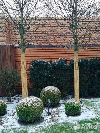 Укрытие для деревьев Маты из камыша