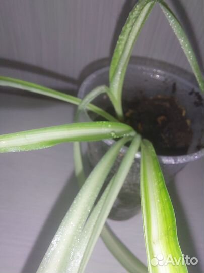 Хлорофитум