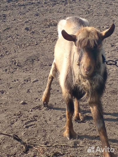 Козел альпийский