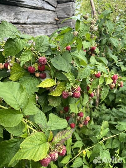 Малина домашняя