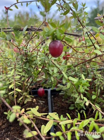 Саженцы голубики и клюквы садовой