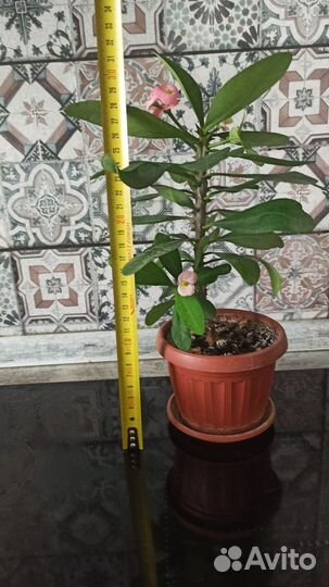 Молочай миля