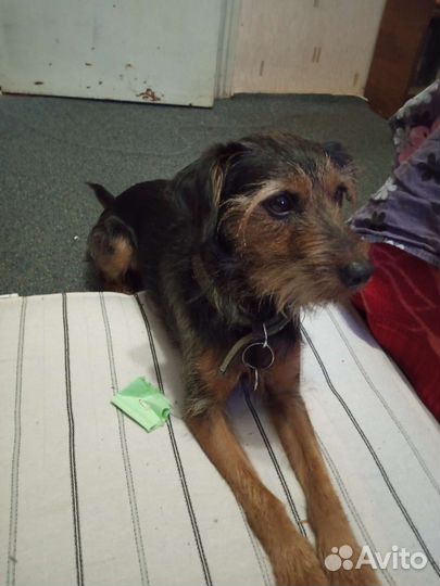 Отдам в добрые руки