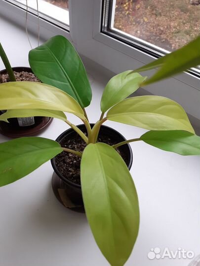 Комнатные цветы