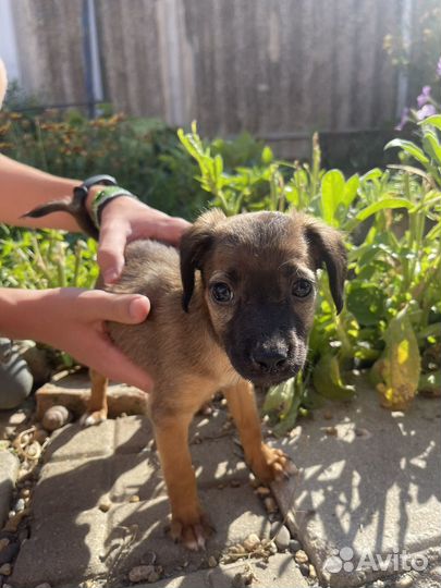 Отдадим 2-х маленьких девочек в добрые руки