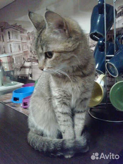 Котенок Шейла в добрые руки