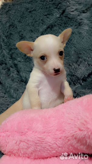 Продаю щенков Той терьер