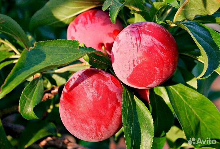 Саженцы сливы