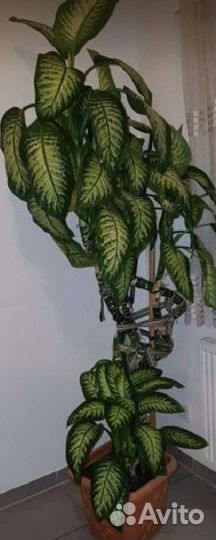Комнатные растения цветы большие