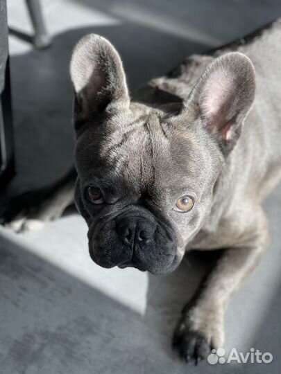 Французский бульдог вязка