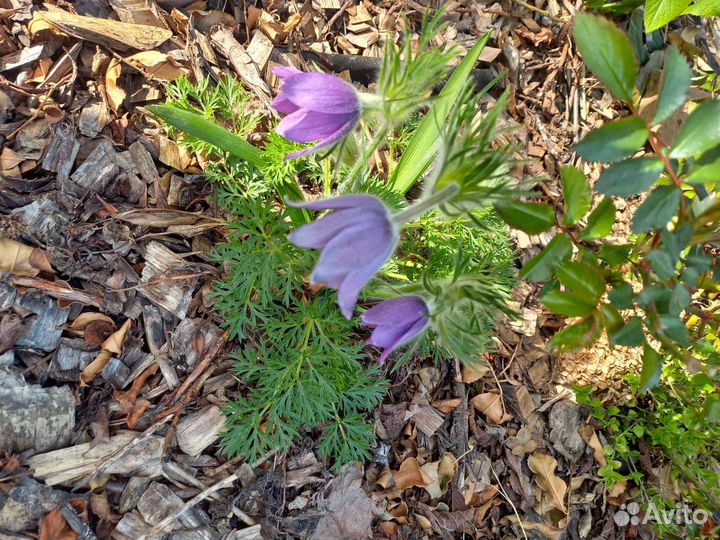 Прострел, или сон- трава