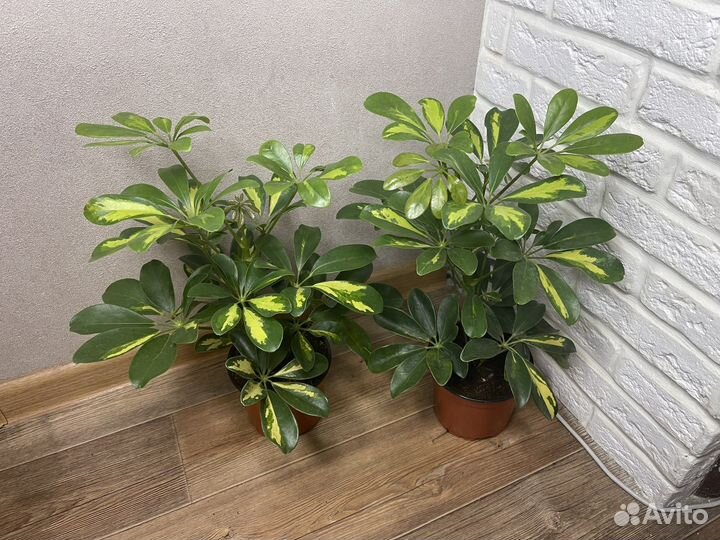 Шефлера комнатные цветы