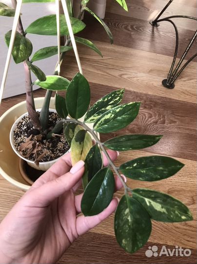 Замиокулькас вариегантный