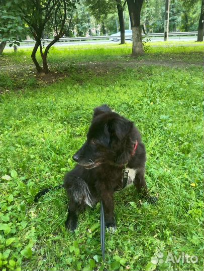 Погуляю с вашей собакой