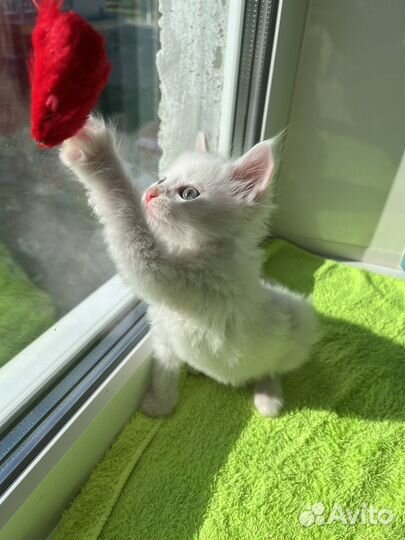 Красивый беленький малыш