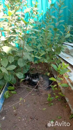 Ёмкость для воды для сада