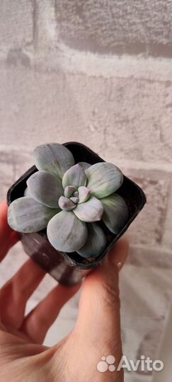 Редкие суккуленты