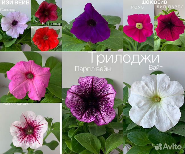 Петуния в кашпо опера, шок вейв, изи вейв