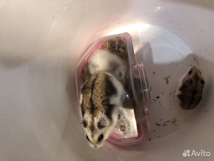 Джунгарский хомяк